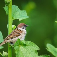 Воробей :: Alex Bush