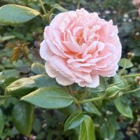 Роза :: Наталия Павлова