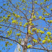 апрель :: Елена Шаламова