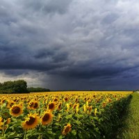 Краски лета :: константин