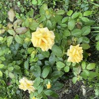 Розы :: Oleg4618 Шутченко