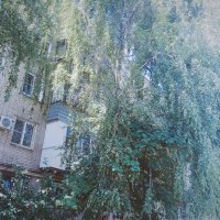 Дерево перед балконом. :: Игорь Солдаткин