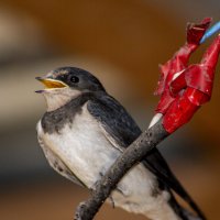 Слеток ласточки Деревенской :: Barguzin_45 Иваныч