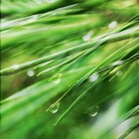 После дождя :: Любимова Ольга 