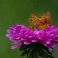 Перламутровка Аглая :: Светлана Григорьева