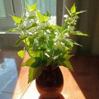 Букетик с тенью. :: Лилия * Букетик с тенью. :: Лилия *