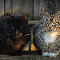 Два бандита :: Виктор Седов