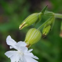 Дрема белая :: Наталья Лунева 
