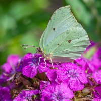 О жизни бабочек :: Александр Филатов