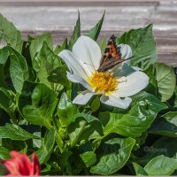 Крапивница... :: Aquarius - Сергей