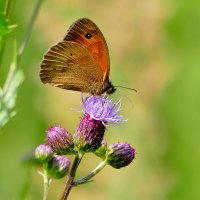 бабочки середины лета 14 :: Александр Прокудин бабочки середины лета 14 :: Александр Прокудин