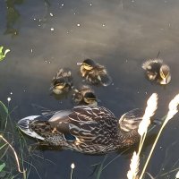 Утята :: Сапсан 