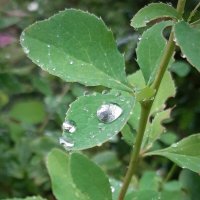 Капли :: Наталья Герасимова