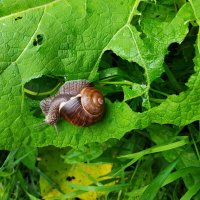 Легкий перекус :: Андрей Лукьянов