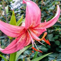 Изящна и мила! :: Елена Хайдукова ( Elena Fly ) Изящна и мила! :: Елена Хайдукова ( Elena Fly )