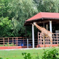 Жирафиха Липа. :: Татьяна Помогалова Жирафиха Липа. :: Татьяна Помогалова