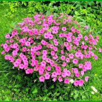 Принцесса сада. :: Ольга Довженко