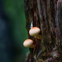Грибные истории. Чешуйчатые :: Василий Прудников