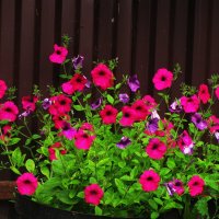 Красота :: Людмила Смородинская