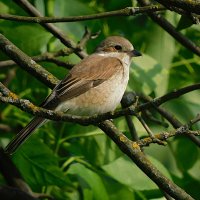 Самка жулана :: Лина 