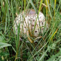 Белый гриб. :: Валерий Пославский