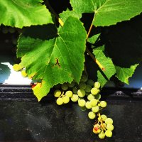 Недозревающий... :: Юрий Гайворонскiий Недозревающий... :: Юрий Гайворонскiий