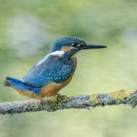 Александр Балаев :: юрий макаров