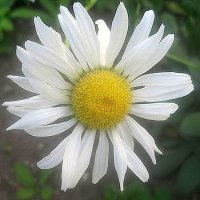 Ромашка :: Елена Семигина