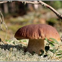 Царь... :: Aleksandr Gal