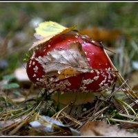 Лесной доктор :: Aleksandr Gal