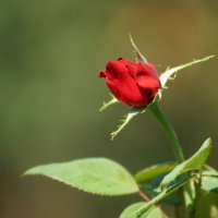 из серии " Когда я был в станице..." :: Николай Саржанов