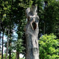 Старый дуб ! Что осталось за 800 лет.... :: Анатолий Колосов Старый дуб ! Что осталось за 800 лет.... :: Анатолий Колосов