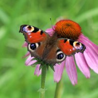 Бабочка павлиний глаз на цветке :: Евгений 