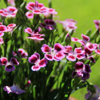 Серединка июля .. :: Татьян@ Ивановна