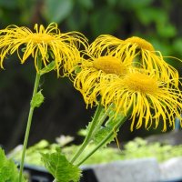 **** :: ИННА ПОРОХОВА