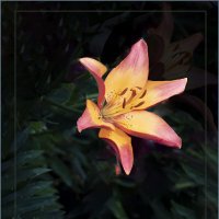 Лилия :: Евгений 