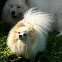 Лохматое солнышко... :: Нэля Лысенко