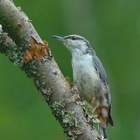 встречи в июльском лесу :: Andrey Bragin встречи в июльском лесу :: Andrey Bragin