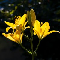 Жёлтая лилия на солнце :: Александр Синдерёв