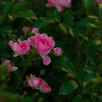 Розы :: Ольга Святенко