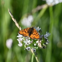 Шашечница :: Ольга 