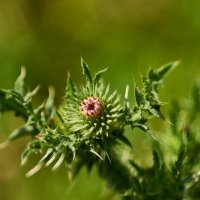 Чертополох :: Александр Леонов