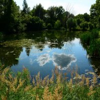 На лесном озере. :: Михаил Колосов 