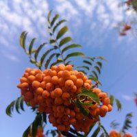 Рябина :: Татьяна Пальчикова