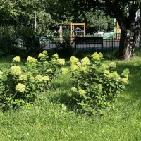 Гортензия метельчатая :: Oleg4618 Шутченко