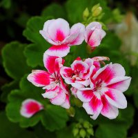 Пеларгония королевская :: Светлана 