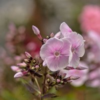 Флоксы :: Александр Трухин