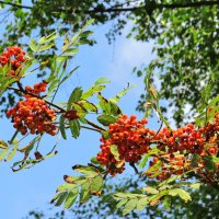 Созревающая рябина :: Андрей Снегерёв