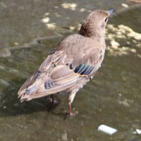 Первые взрослые перья :: Александр Чеботарь Первые взрослые перья :: Александр Чеботарь