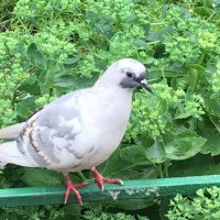 Голубок или голубка? :: Владимир Павлов Голубок или голубка? :: Владимир Павлов